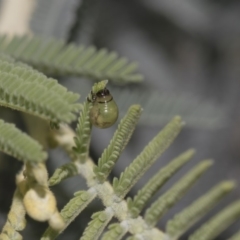 Calomela sp. (genus) at Dunlop, ACT - 10 Feb 2019