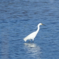 Egretta garzetta (Little Egret) at Wairo Beach and Dolphin Point - 10 Feb 2019 by vivdavo