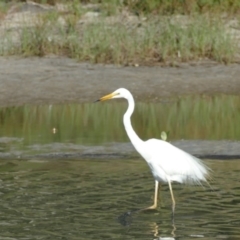 Ardea alba (Great Egret) at Wairo Beach and Dolphin Point - 10 Feb 2019 by vivdavo