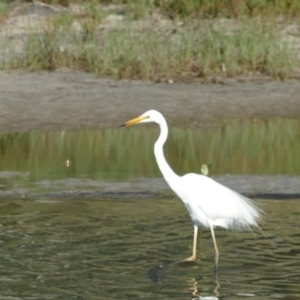 Ardea alba at Burrill Lake, NSW - 10 Feb 2019