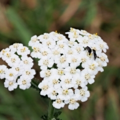 Achillea millefolium (Yarrow) at Brindabella National Park - 7 Feb 2019 by KenT