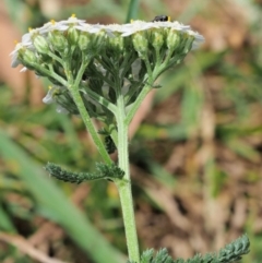 Achillea millefolium at Cotter River, ACT - 7 Feb 2019 11:56 AM