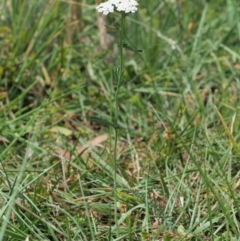 Achillea millefolium at Cotter River, ACT - 7 Feb 2019 11:56 AM