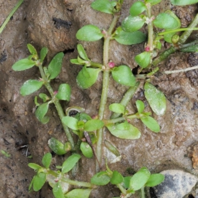 Elatine gratioloides (Waterwort) at Brindabella National Park - 7 Feb 2019 by KenT