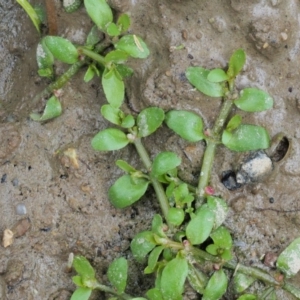 Elatine gratioloides at Cotter River, ACT - 7 Feb 2019 12:11 PM