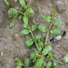 Elatine gratioloides at Cotter River, ACT - 7 Feb 2019