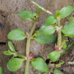 Elatine gratioloides at Cotter River, ACT - 7 Feb 2019