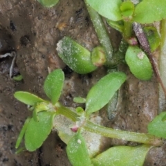 Elatine gratioloides at Cotter River, ACT - 7 Feb 2019 12:11 PM