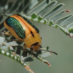 Calomela bartoni (Acacia Leaf Beetle) at Cotter River, ACT - 6 Feb 2019 by KenT