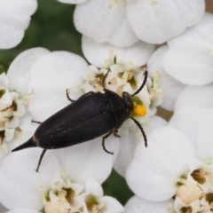 Mordellidae (family) (Unidentified pintail or tumbling flower beetle) at Cotter River, ACT - 7 Feb 2019 by KenT