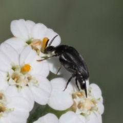 Mordellidae (family) at Cotter River, ACT - 7 Feb 2019 11:59 AM