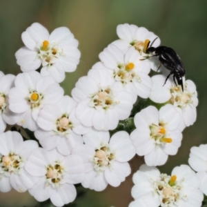 Mordellidae (family) at Cotter River, ACT - 7 Feb 2019 11:59 AM