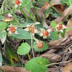 Rubus parvifolius (Native Raspberry) at Cotter River, ACT - 7 Feb 2019 by KenT