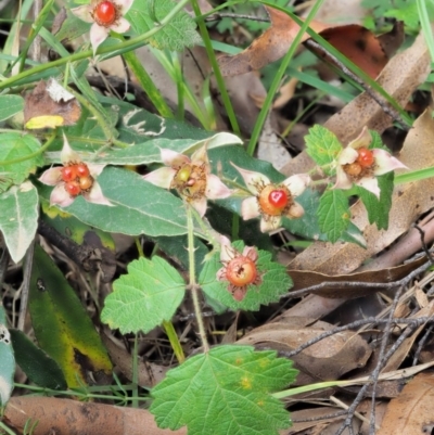 Rubus parvifolius (Native Raspberry) at Cotter River, ACT - 7 Feb 2019 by KenT