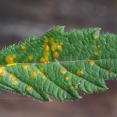 Phragmidium barnardii at Cotter River, ACT - 7 Feb 2019