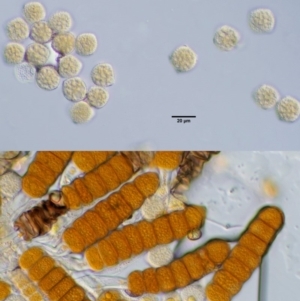 Phragmidium barnardii at Cotter River, ACT - 7 Feb 2019