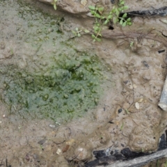 Tortitaenia sp. (genus) (A single-celled freshwater algae) at Brindabella National Park - 7 Feb 2019 by KenT
