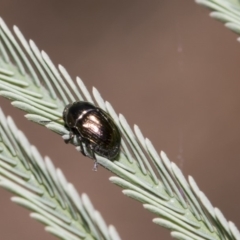 Ditropidus sp. (genus) (Leaf beetle) at The Pinnacle - 10 Feb 2019 by AlisonMilton
