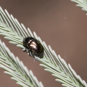 Ditropidus sp. (genus) at Dunlop, ACT - 10 Feb 2019 01:13 PM