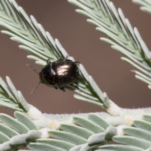 Ditropidus sp. (genus) at Dunlop, ACT - 10 Feb 2019