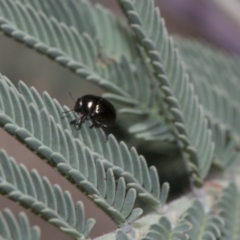 Ditropidus sp. (genus) at Dunlop, ACT - 10 Feb 2019