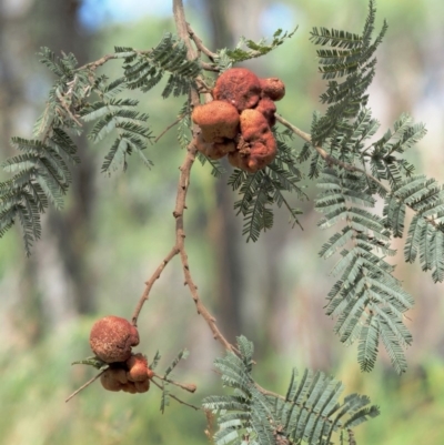 Uromycladium murphyi (Acacia gall rust) at Cotter River, ACT - 6 Feb 2019 by KenT