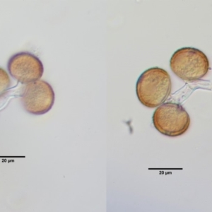 Uromycladium murphyi at Cotter River, ACT - 7 Feb 2019 09:46 AM