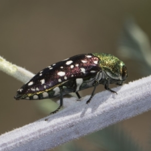 Diphucrania leucosticta at Dunlop, ACT - 10 Feb 2019 12:32 PM