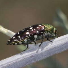 Diphucrania leucosticta (White-flecked acacia jewel beetle) at Dunlop, ACT - 10 Feb 2019 by AlisonMilton