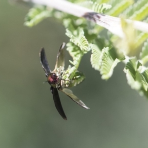 Diphucrania leucosticta at Dunlop, ACT - 10 Feb 2019 12:32 PM