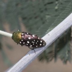 Diphucrania leucosticta at Dunlop, ACT - 10 Feb 2019