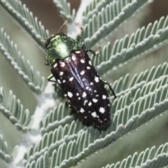 Diphucrania leucosticta at Dunlop, ACT - 10 Feb 2019 12:32 PM