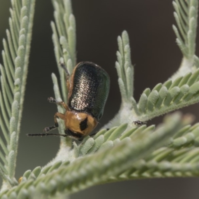 Aporocera (Aporocera) consors (A leaf beetle) at The Pinnacle - 10 Feb 2019 by AlisonMilton