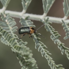 Aporocera (Aporocera) consors at Dunlop, ACT - 10 Feb 2019