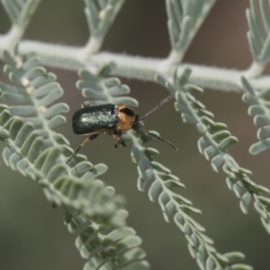 Aporocera (Aporocera) consors at Dunlop, ACT - 10 Feb 2019 12:25 PM