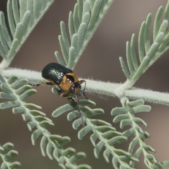 Aporocera (Aporocera) consors at Dunlop, ACT - 10 Feb 2019