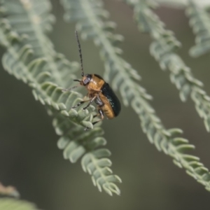 Aporocera (Aporocera) consors at Dunlop, ACT - 10 Feb 2019 12:25 PM