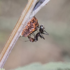Icerya acaciae (Acacia mealy bug) at Dunlop, ACT - 10 Feb 2019 by AlisonMilton