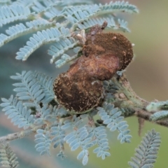 Endoraecium carnegiei (Acacia gall rust) at Namadgi National Park - 6 Feb 2019 by KenT