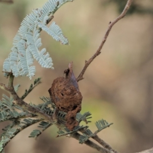 Endoraecium carnegiei at Cotter River, ACT - 7 Feb 2019 08:10 AM