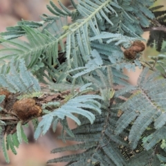 Endoraecium carnegiei at Cotter River, ACT - 7 Feb 2019