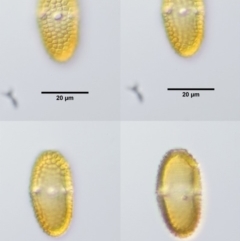 Endoraecium carnegiei at Cotter River, ACT - 7 Feb 2019 08:10 AM