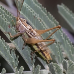 Conocephalus upoluensis (Meadow Katydid) at The Pinnacle - 10 Feb 2019 by AlisonMilton