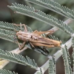 Conocephalus upoluensis at Dunlop, ACT - 10 Feb 2019