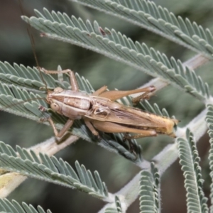 Conocephalus upoluensis at Dunlop, ACT - 10 Feb 2019 01:17 PM