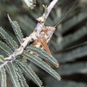 Conocephalus upoluensis at Dunlop, ACT - 10 Feb 2019