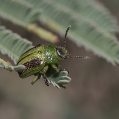 Calomela vittata (Acacia leaf beetle) at The Pinnacle - 10 Feb 2019 by AlisonMilton