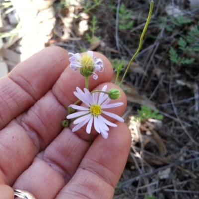 Brachyscome rigidula (Hairy Cut-leaf Daisy) at Campbell, ACT - 11 Feb 2019 by SilkeSma