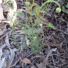 Brachyscome rigidula at Campbell, ACT - 11 Feb 2019