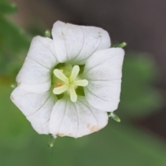 Geranium potentilloides var. abditum at Cotter River, ACT - 7 Feb 2019 by KenT